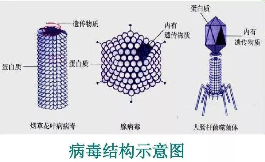 3、病毒的繁殖方式（以噬菌体为例）吸附 注入 合成 组装 释放（五个