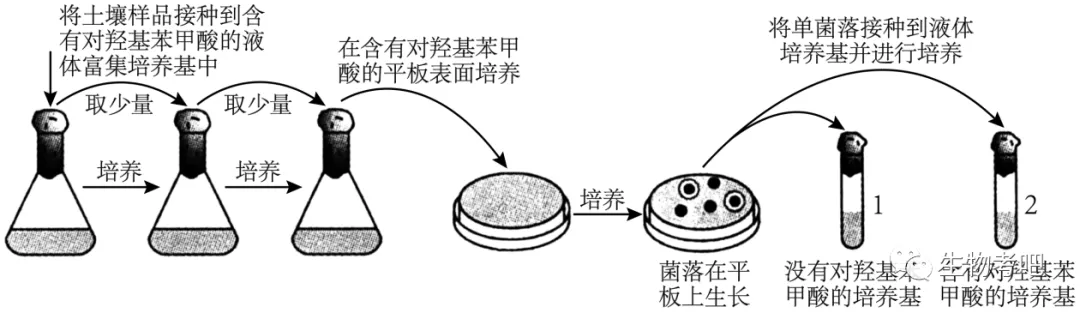 精品解析：2023届山东省新高考联合模拟考试济南市高三二模生物试题（解析版）